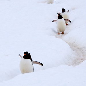 manchots-Antarctique