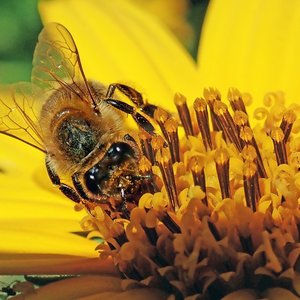 Abeille