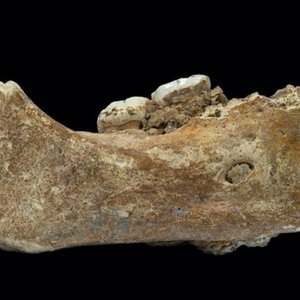 fossile-Denisovien-mai2019