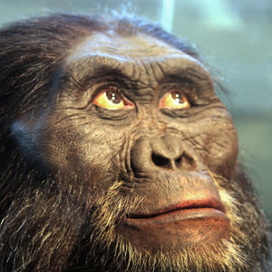 australopitheque
