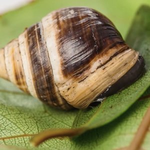 escargot-achatinella-apexfulva