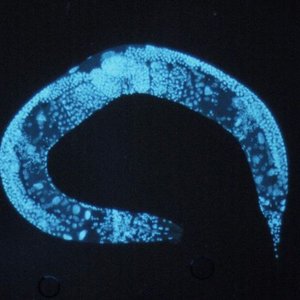 c_elegans