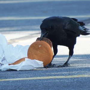 corbeau-cheeseburger