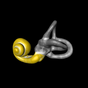 oreille cochlée sexe.png (174.67 Ko) 