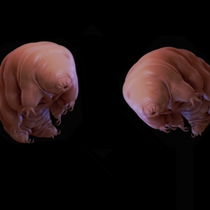 tardigrade_0.png (364.38 Ko) 