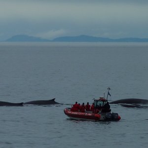 baleines-Tadoussac