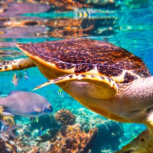 biodiversite-IPBES2019