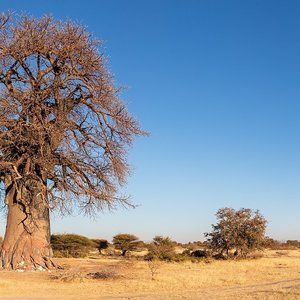 Botswana-baobab