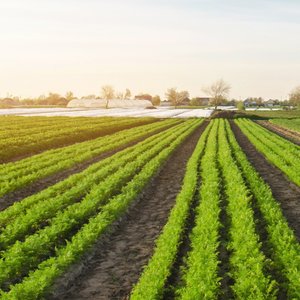 agriculture-bio-carottes