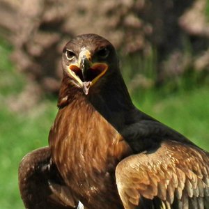 aigle-des-steppes