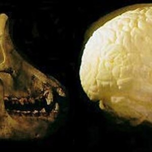 brain chimp human