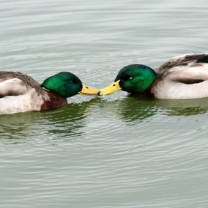 canards-males