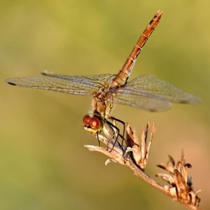 insecte-dragonfly