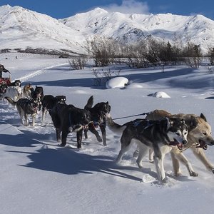 chiens-Alaska