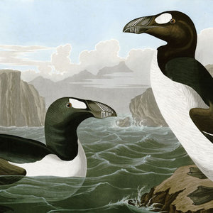 pingouin-Atlantique