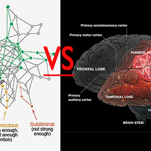 cerveau