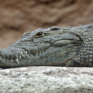 croco