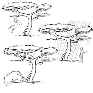 arbre affordance