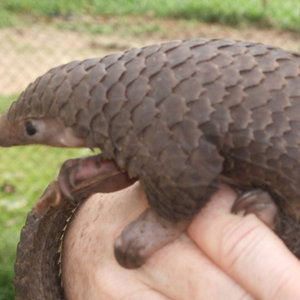 pangolin