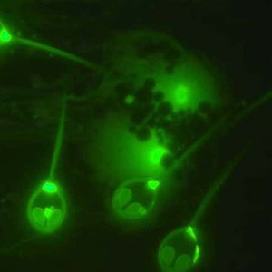 parasite-sans-oxygene