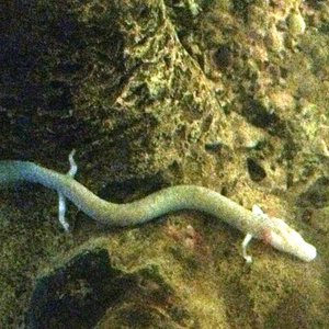 salamandre-des-grottes