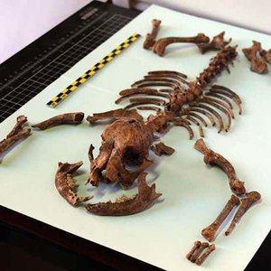 chien-2000ans