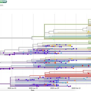 coronavirus-genealogie