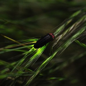 mouche-a-feu