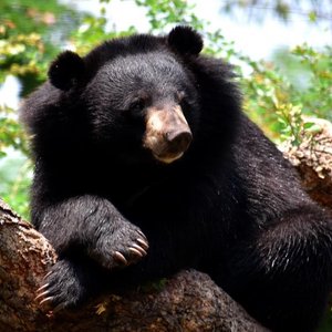 ours noir himalayen
