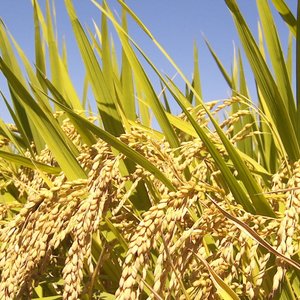 riz-plants