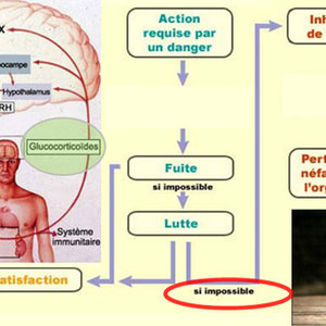 stress et HL