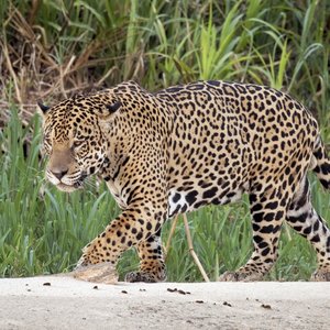 Jaguar-Brésil
