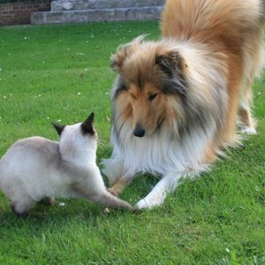 chien-chat