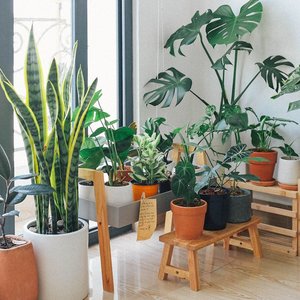 plantes-interieur.jpg