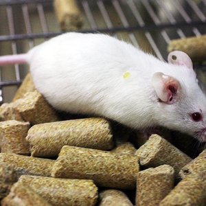 souris-labo