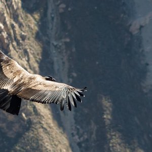 condor.jpg