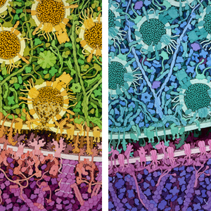 excitatory-and-inhibitory-synapses.png