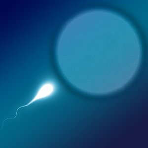 spermatozoide-ovule.jpg