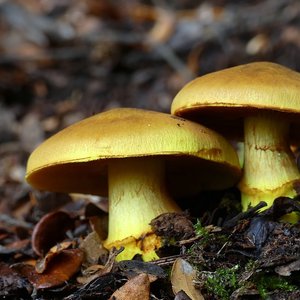 champignons-foret.jpg