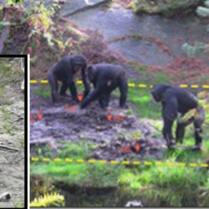 chimp tool.jpg