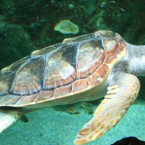tortue-de-mer.jpg