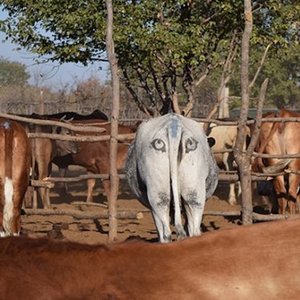vache-yeux.jpg