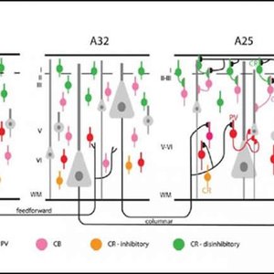 DLPFC A32 A25.jpg