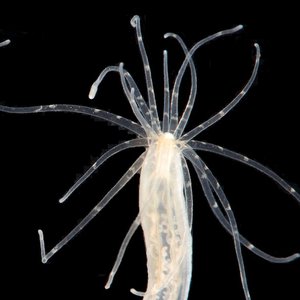 anemone-de-mer.jpg