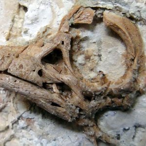 dinosaure-embryon-fossile.jpg