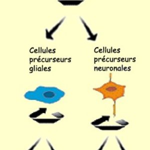 dev neurones.jpg