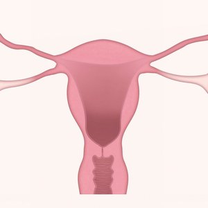 uterus-3777765_1280.jpg