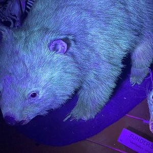 fluorescence-wombat.jpg