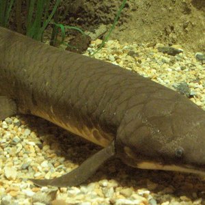 poisson-pulmone-lungfish.jpg