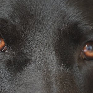 chien-yeux.jpg